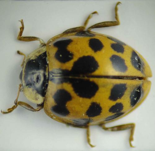 Harmonia axyridis